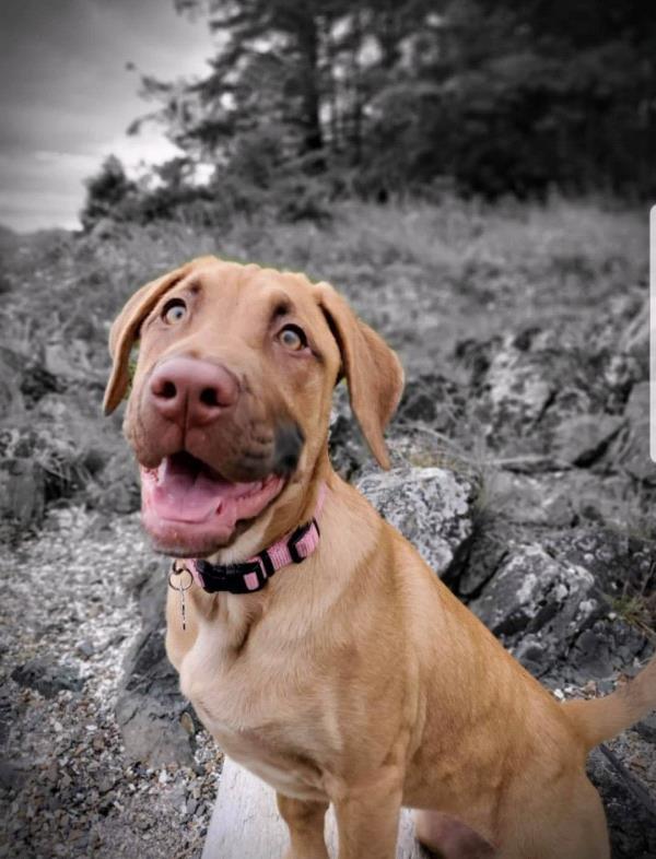 /images/uploads/juneau animal rescue/alaskapets2020/entries/15014thumb.jpg
